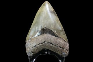 Serrated, Megalodon Tooth - Collector Quality #76482