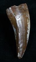 T-Rex Tooth - Excellent Preservation! #5941