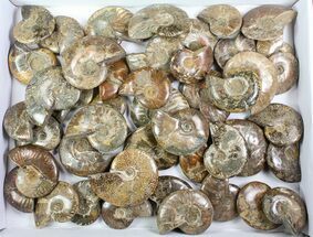Lot: Lbs Polished Ammonites ( to ) - Pieces #76997