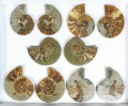 Lot: - / Cut Ammonite Pairs (Grade C) - Pieces #77105