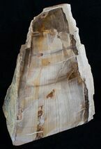 Large Free Standing Petrified Wood - Sequoia #5960