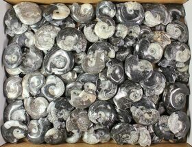 Lot: - Polished Goniatite Fossils - Pieces #77273