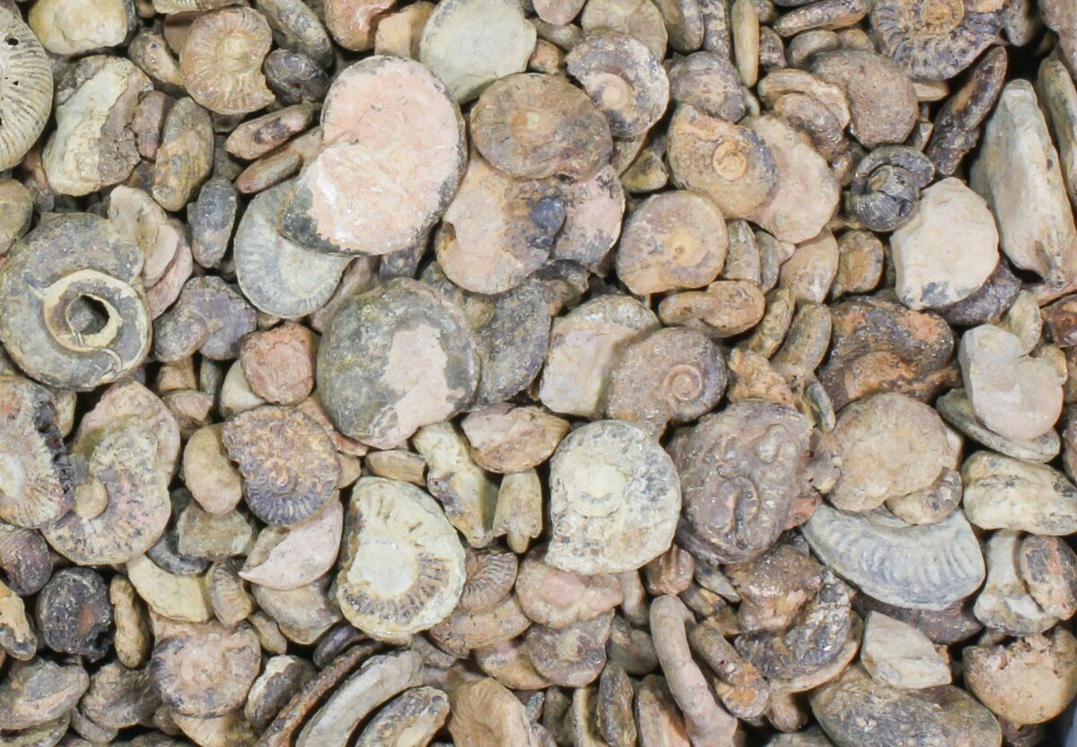 Wholesale Flat 18 lbs Small Ammonite Fossils Oujda, Morocco For Sale
