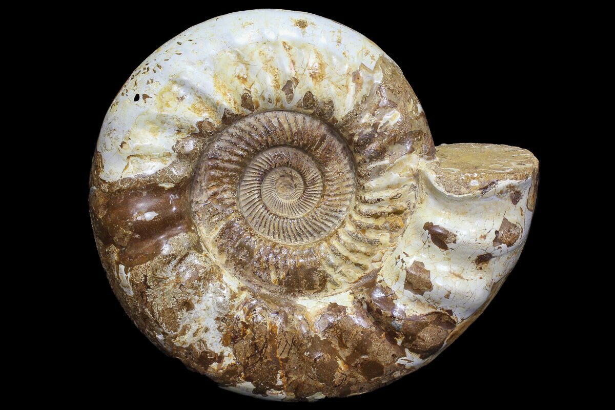 Моллюск в камне. Окаменелые моллюски аммониты. Аммонит окаменелость. Fossil окаменелости. Наутилус окаменелость.