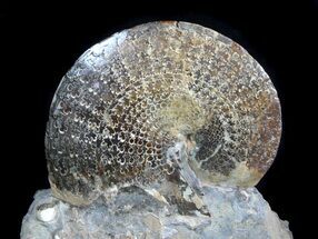 Sphenodiscus Ammonites with Gorgeous Sutures - SD #77849