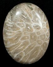 Polished Fossil Coral Cab - Indonesia #5991