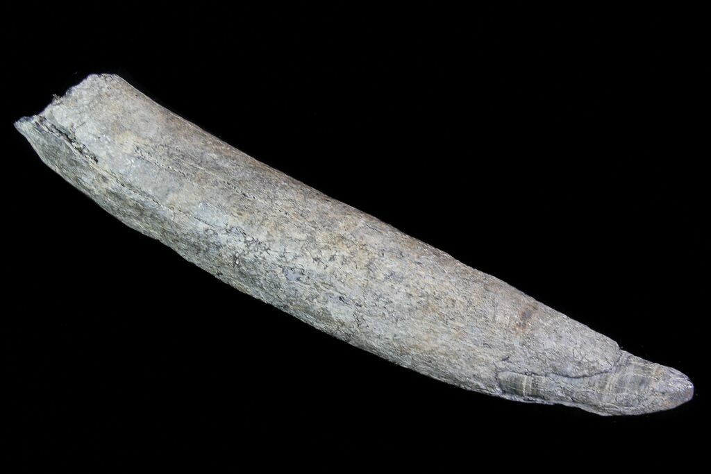 pygmy sperm whale teeth