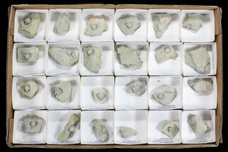 Lot: Pentremites Blastoid Fossils On Shale - Pieces #78175