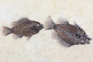 Two Cockerellites (Priscacara) Fossil Fish - Wyoming #78631