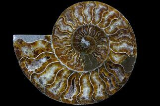 Agatized Ammonite Fossil (Half) - Gorgeous Preservation #78592