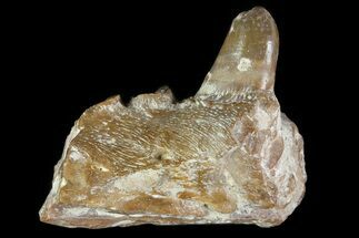 Dimetrodon Jaw Section With Tooth - Texas #79463