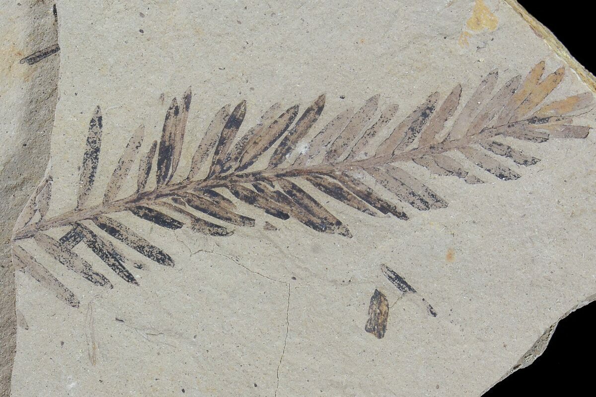 Metasequoia Dawn Redwood Fossil