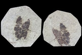 Fossil Leaf (Pos & Nev) - Green River Formation #79729