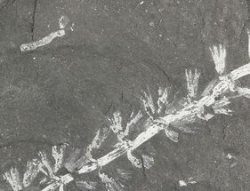 Fossil Horsetail (Sphenophylum) - Pennsylvania #79732
