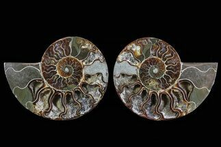 Cut & Polished Ammonite Fossil - Crystal Lined Chambers #78566