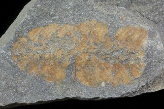 Ordovician Soft-Bodied Fossil (Duslia?) - Morocco #80257