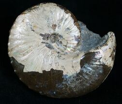 Hoploscaphites Ammonite - Fox Hills Formation #6110