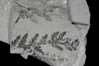Plant Fossils (Sphenopteridium & Cordaites) - Kinney Quarry, NM #80413