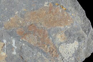 1.9" Ordovician Soft-Bodied Fossil (Duslia?) - Morocco - Fossil #80275