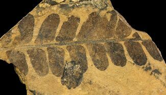 Fern (Neuropteris) Fossil & Seed - Kinney Quarry, NM #80438