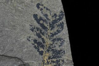 Pennsylvanian Fern (Neuropteris) Fossils - Kinney Quarry, NM #80452