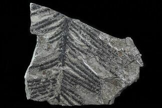 Fossil Plant (Walchia) & Bivalves - Kinney Quarry, NM #80464