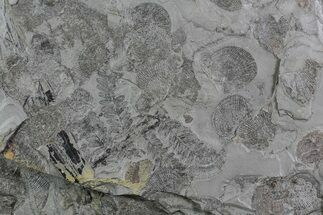 Pennsylvanian Fossil Fern & Bivalve Plate - Kinney Quarry, NM #80516