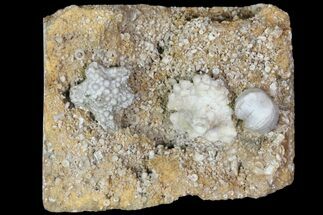Mississipian Fossil Crinoids & Blastoids - Missouri #80802