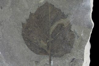 Fossil Poplar (Populus) Leaf - Green River Formation #80886