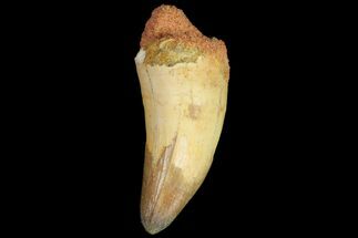 Fossil Crocodile (Elosuchus) Tooth - Partially Rooted #81025