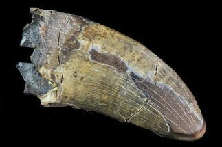 Tyrannosaur (Nanotyrannus) Tooth - Feeding Wear #81338