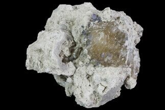 Purple/Gray Fluorite & Calcite - Marblehead Quarry Ohio #81180