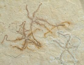 Multiple Brittle Star Plate - Solnhofen Limestone #6139