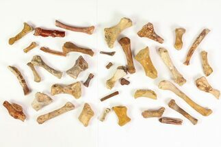 Unidentified Dinosaur & Reptile Limb/Foot Bones - Kem Kem Beds #81606