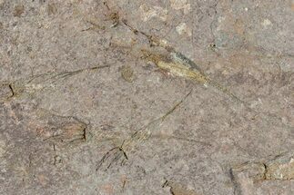 6.1" Wide Eocrinoid (Ascocystites) Plate - Ordovician - Fossil #81548