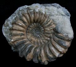 Brown Pleuroceras Ammonite - Germany #6178