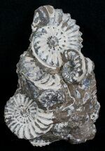 Nodule With Pleuroceras Ammonites - Germany #6173