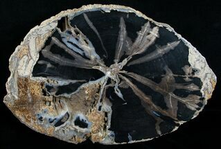 Large Blue Forest Petrified Wood Slice - #6210