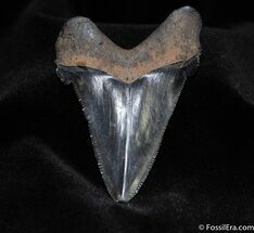 Very Large inch Carcharocles Angustidens Tooth #152