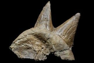 Pachycephalosaurus Dome Spikes - Very Rare Find! #84451