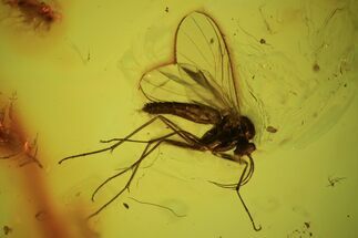 Fossil Fungus Gnat In Baltic Amber #84568