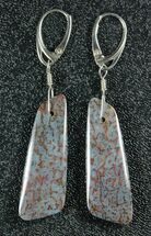 Powder Blue, Agatized Dinosaur Bone (Gembone) Earrings #84748