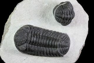 Prone + Enrolled Morocops Trilobites - Cool Piece #84530