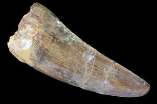 Thick, Juvenile Carcharodontosaurus Tooth #84434