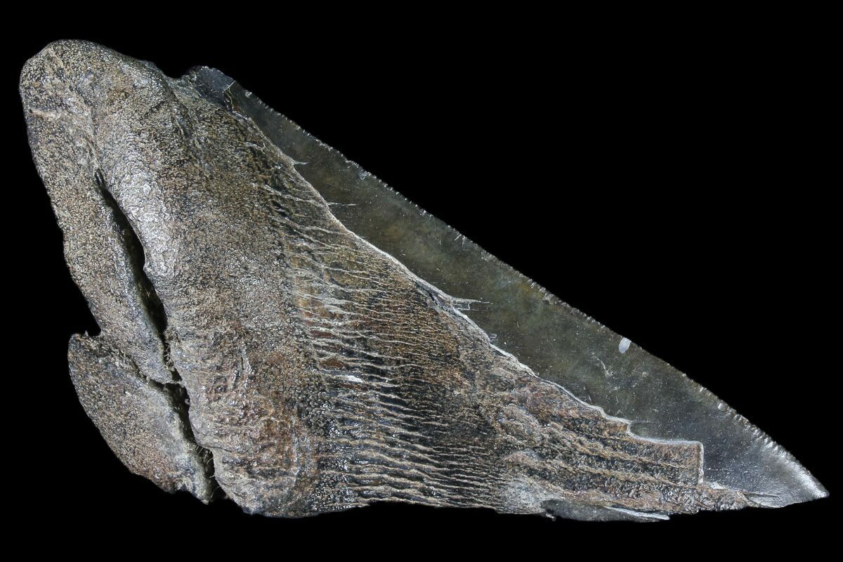 Megalodon proof image