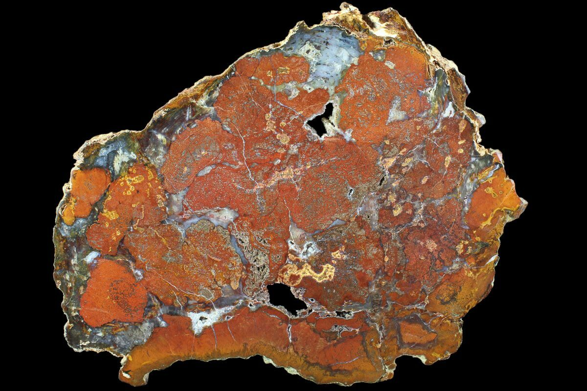 Rare, Red Hubbard Basin Petrified Wood Slab - 10.1" For ...