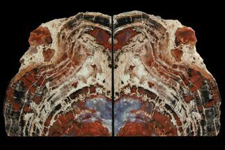 Tall, Arizona Petrified Wood Bookends - Red & Purple #86199