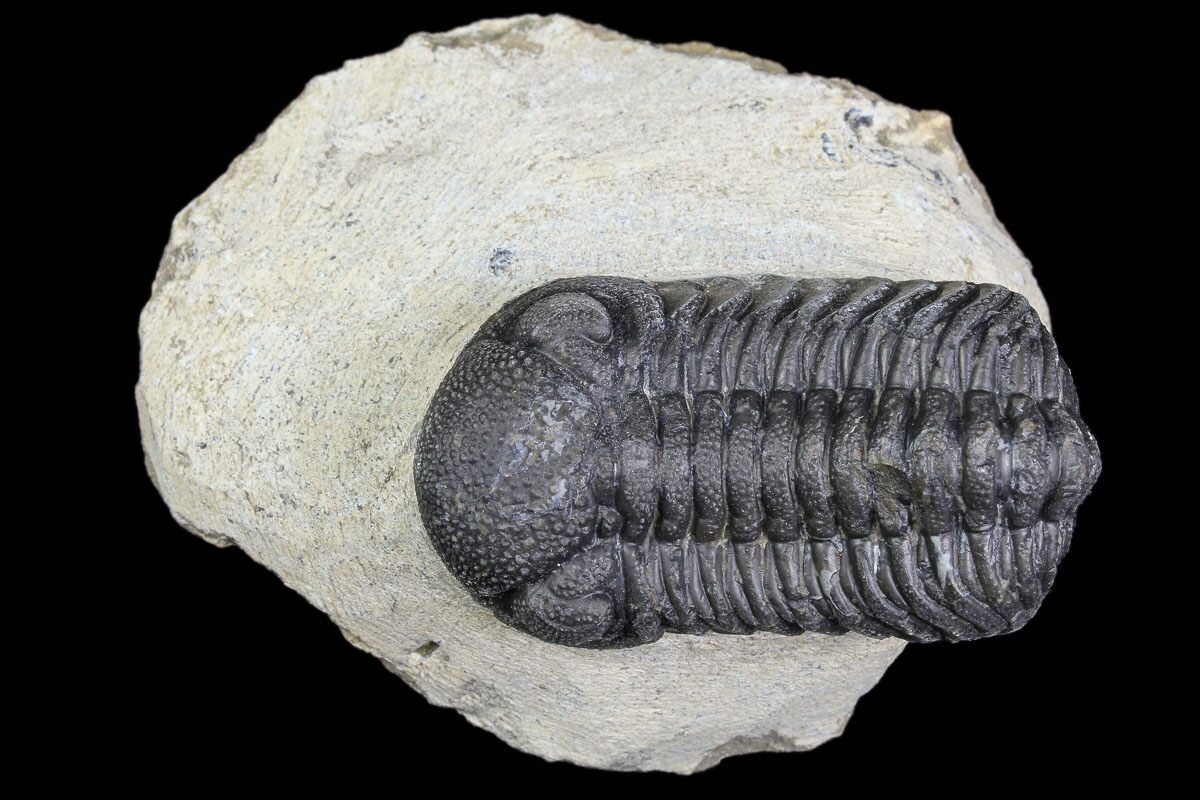 Ｍｏｒｏｃｏｐｓ ｆｏｒｔｅｙｉ 1.1