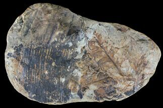 Neuropteris Fern & Horsetail Fossil - Mazon Creek #86374