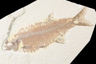 Very Rare Predatory Fish Eohiodon (Mooneye) - #85527